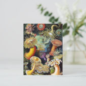 Carte Postale l'art de la nature par Ernst Haeckel (Debout devant)