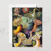 Carte Postale l'art de la nature par Ernst Haeckel (Devant / Derrière)