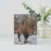 Carte Postale L'art du chameau (Debout devant)