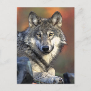 Carte Postale L'art du loup gris