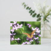 Carte Postale L'art photographique à papillon varié (Debout devant)