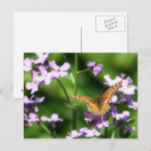 Carte Postale L'art photographique à papillon varié (Devant / Derrière)