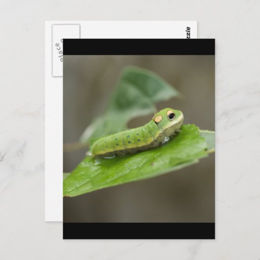 Carte Postale Larva de la chenille papillon (Devant / Derrière)