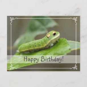 Carte Postale Larva de la chenille papillon