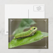 Carte Postale Larva de la chenille papillon (Devant / Derrière)