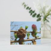 Carte Postale Larve (Debout devant)
