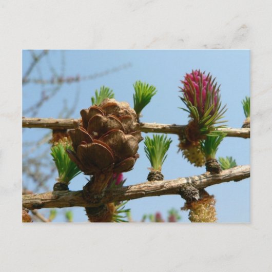 Carte Postale Larve (Devant)