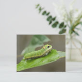 Carte Postale Larve de Caterpillar de papillon (Debout devant)