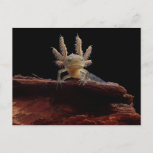 Carte Postale larve de triton en berceau