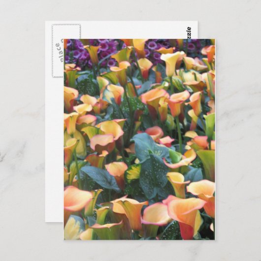 Carte Postale Las Vegas Butterfly Garden Flower Ladybug UNIQUE G (Devant / Derrière)