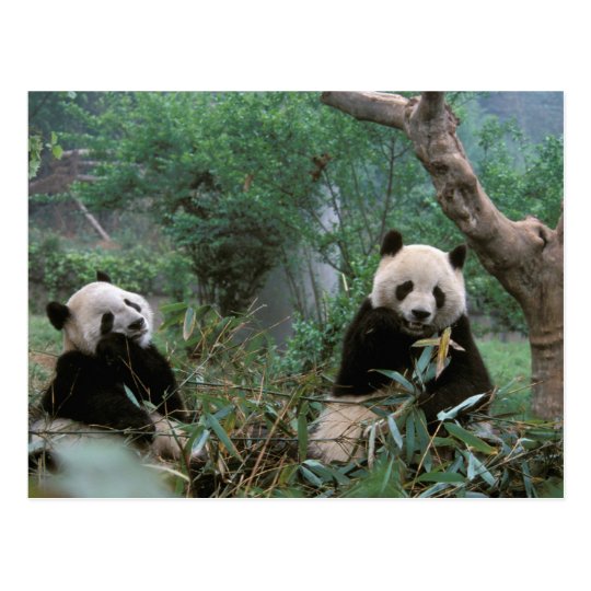 Carte Postale L Asie Chine Chengdu Sanctuaire De Panda Geant Zazzle Be