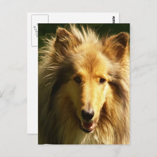 Carte postale Lassie Collie (Devant / Derrière)