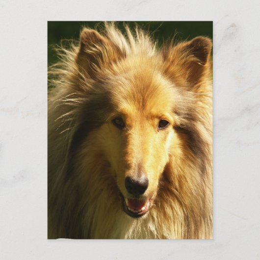 Carte postale Lassie Collie (Devant)