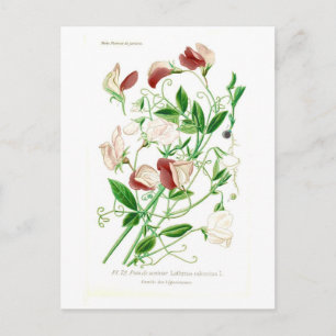 Carte Postale Lathyrus odoratus