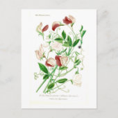 Carte Postale Lathyrus odoratus (Devant)
