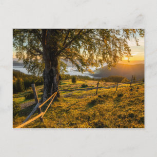 Carte Postale L'aube triste dans une forêt