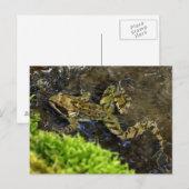 Carte Postale Laubfrosch (Devant / Derrière)