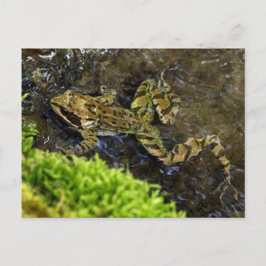 Carte Postale Laubfrosch (Devant)