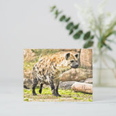Carte Postale Laughing Hyena (Debout devant)