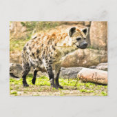 Carte Postale Laughing Hyena (Devant)