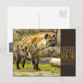 Carte Postale Laughing hyena [Postcard] (Devant / Derrière)