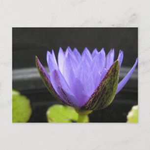 Carte Postale Laura Frase