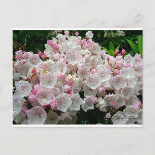 Carte Postale Laurel (Devant)