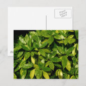 Carte Postale Laurel, Aucuba Japonica (Devant / Derrière)