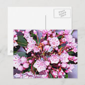 Carte Postale Laurel du Connecticut (Devant / Derrière)