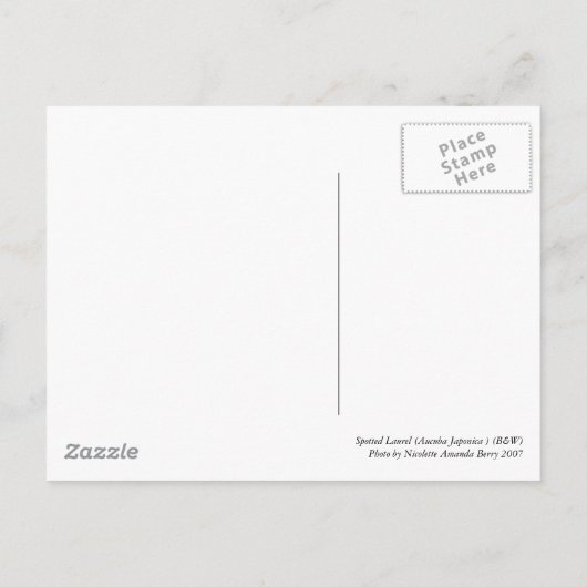 Carte Postale Laurel tacheté, Aucuba Japonica - (B&W) (Dos)