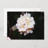 Carte Postale Laurier de montagne (Devant / Derrière)