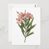 Carte Postale laurier rose (Nerium sp.) par Redouté (Devant / Derrière)