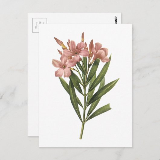 Carte Postale laurier rose (Nerium sp.) par Redouté (Devant / Derrière)