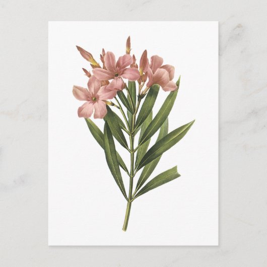 Carte Postale laurier rose (Nerium sp.) par Redouté (Devant)