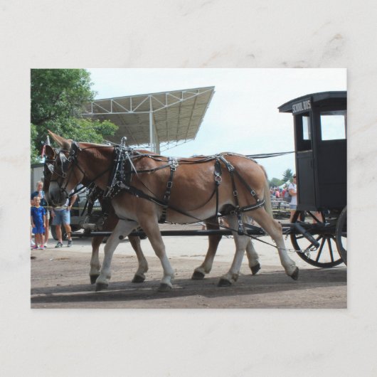 Carte Postale L'autobus tracté par des mulets (Devant)