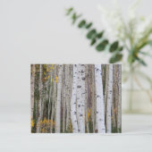 Carte Postale L'automne dans le Aspen's (Debout devant)