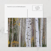 Carte Postale L'automne dans le Aspen's (Devant / Derrière)