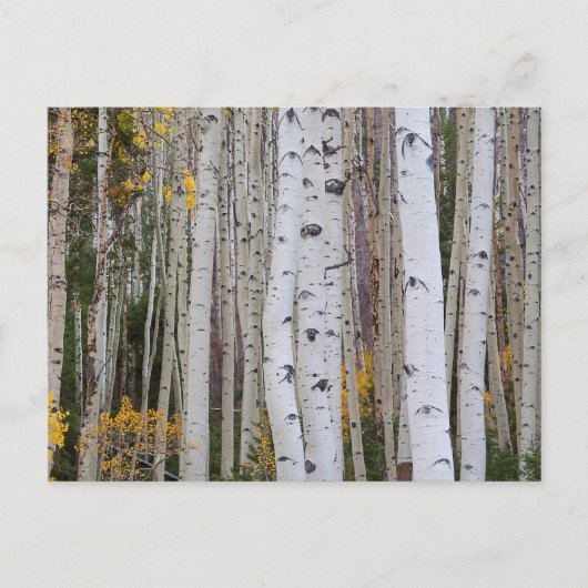 Carte Postale L'automne dans le Aspen's (Devant)