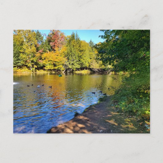 Carte Postale L'automne dans le Michigan (Devant)