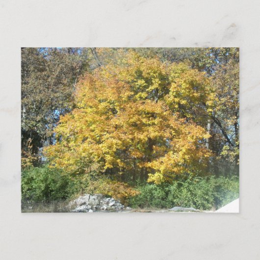 Carte Postale L'automne dans le Midwest (Devant)