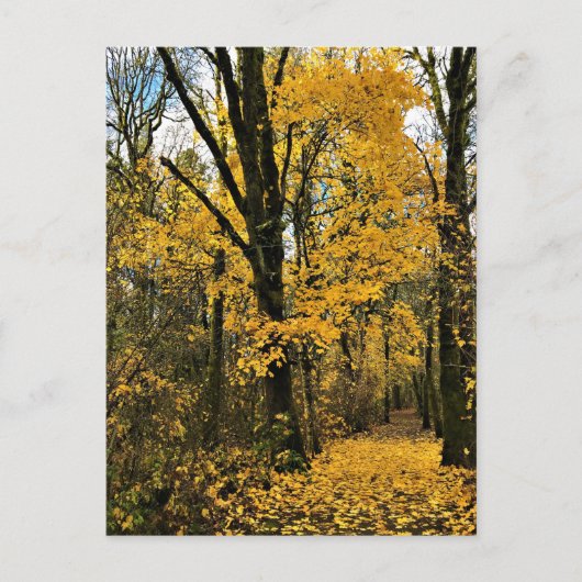 Carte Postale L'automne dans les bois (Devant)
