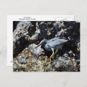 Carte Postale Lava Heron, îles Galapagos (Devant / Derrière)