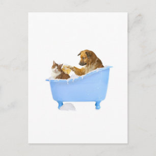 Carte Postale Lavage de chats