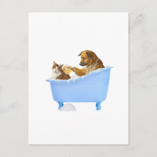 Carte Postale Lavage de chats
