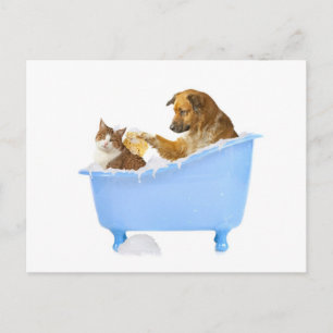 Carte Postale Lavage de chats