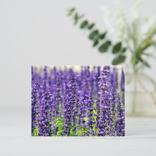 Carte Postale Lavande (Debout devant)