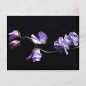 Carte Postale lavande (Devant)