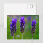Carte Postale lavande (Devant / Derrière)