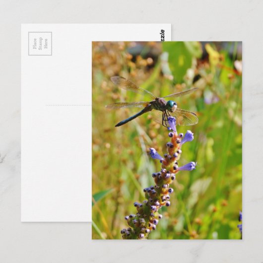 Carte Postale Lavande (Devant / Derrière)