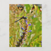 Carte Postale Lavande (Devant)